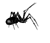 spiderle.gif (5868 bytes)