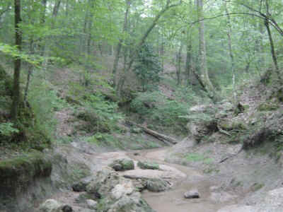 creektuna.jpg (59696 bytes)