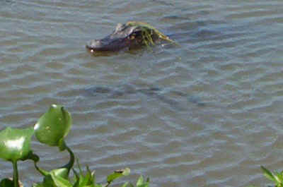 gator.jpg (40494 bytes)