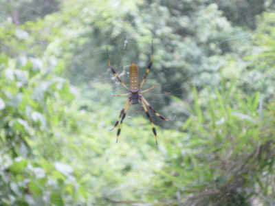 spider.jpg (44964 bytes)